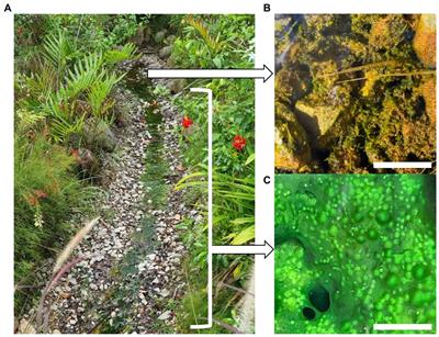 Community structure of thermophilic photosynthetic microbial mats and flocs at Sembawang Hot Spring, Singapore